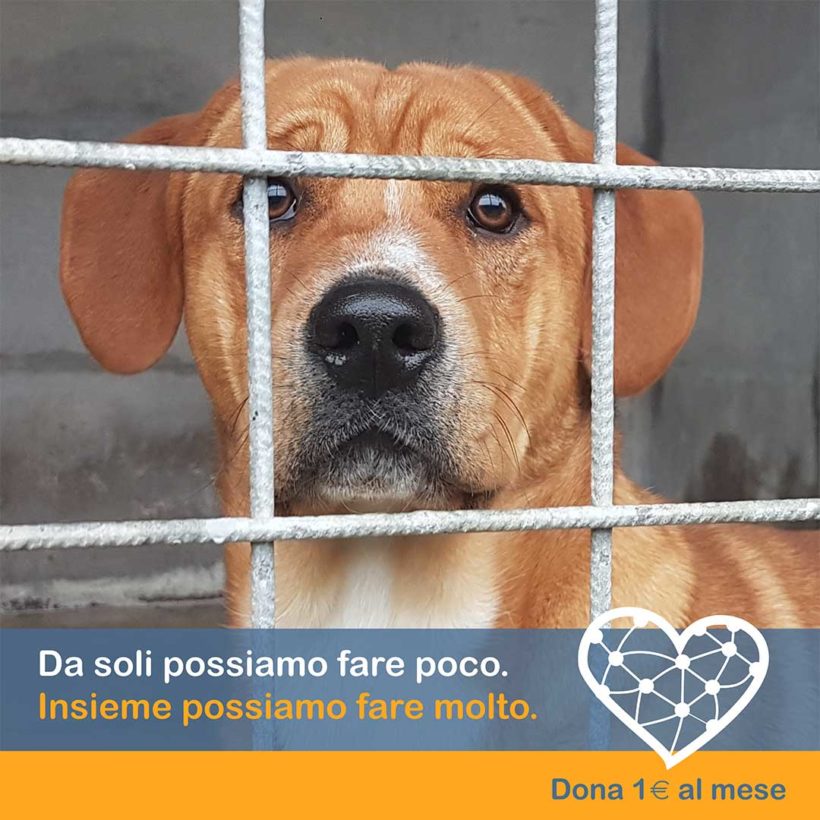 Dona 1€ al mese – Insieme possiamo salvare oltre 400 animali abbandonati