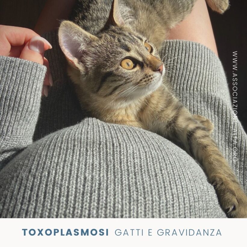 Toxoplasmosi, gatti e gravidanza: sfatiamo i falsi miti