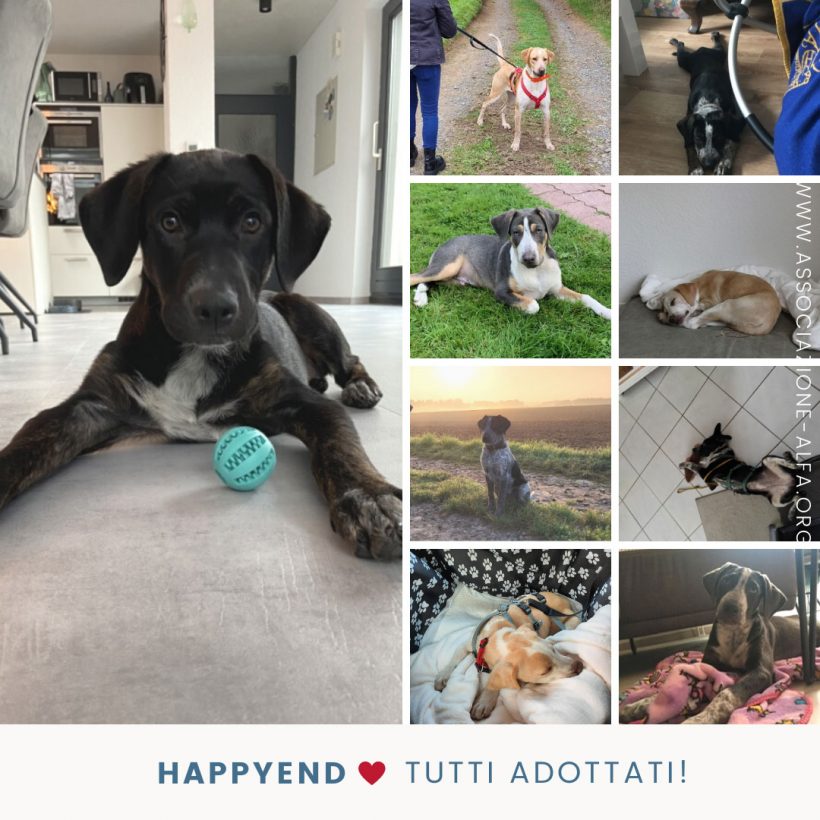 Happyend per Sarabi, Giuly e i loro 9 cuccioli, ma l’emergenza continua!