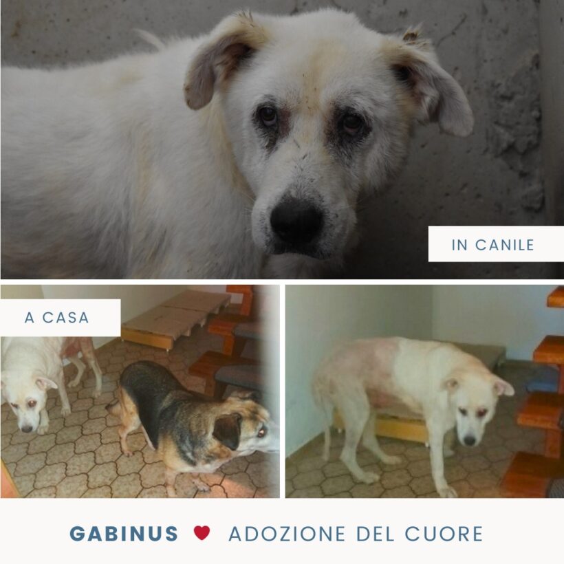 Gabinus, adozione del cuore