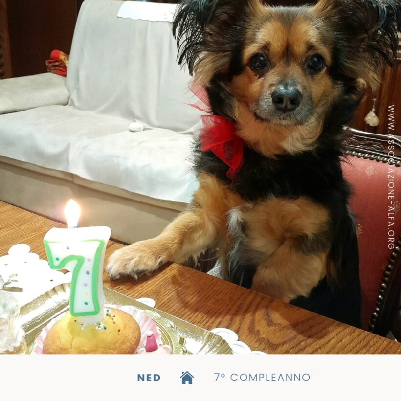 Ned festeggia sette anni a casa