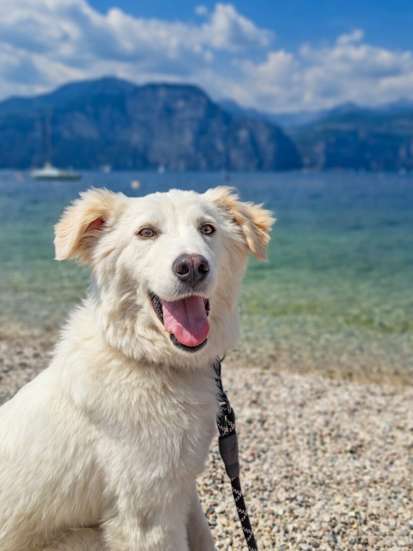 Contro l’abbandono dei cani: intervista ad ALFA