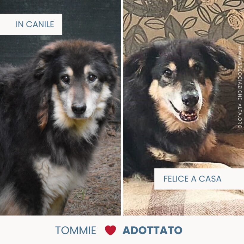 Tommie adesso è a casa e felice!