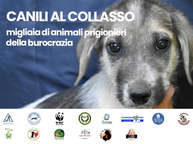 Canili al collasso: migliaia di animali ancora prigionieri a causa di un’assurda burocrazia